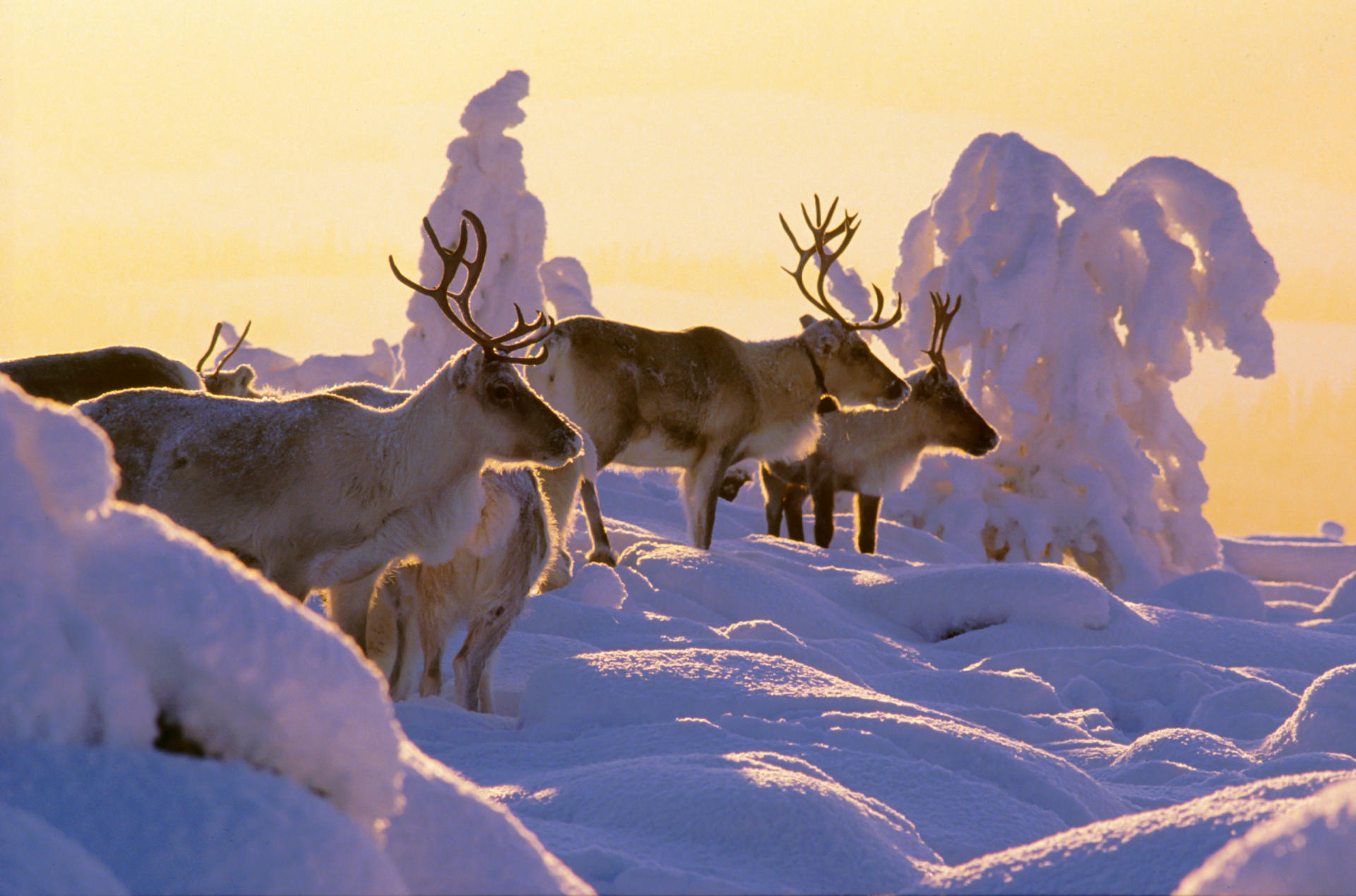 Lapland mùa đông – vùng đất cực Bắc nơi thiên nhiên và nhịp sống chậm giữ lại bản sắc nguyên sơ của Phần Lan.