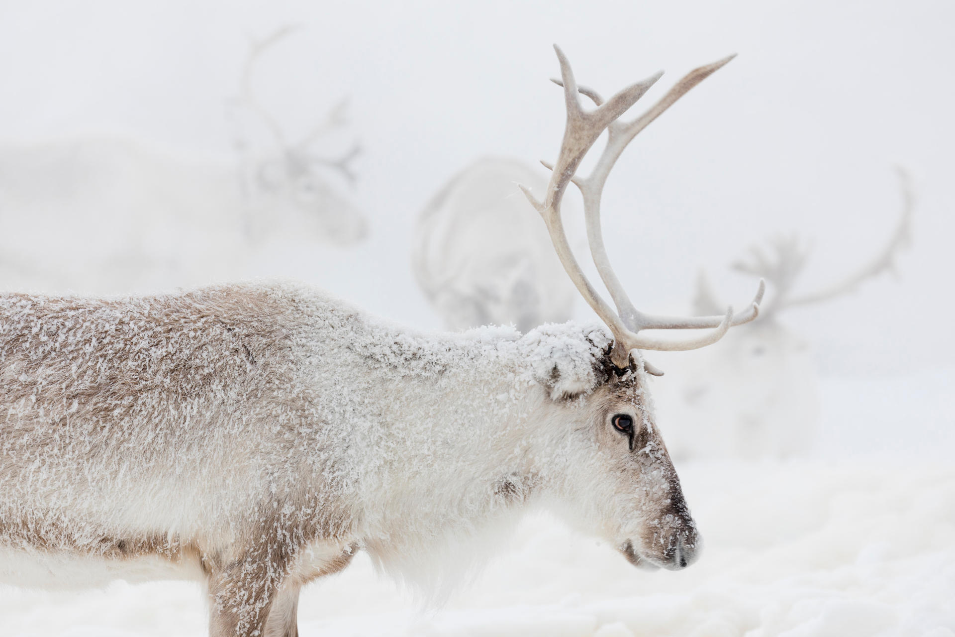 Hệ sinh thái Lapland với đồng rêu, tuyết và tuần lộc tạo nên một chu trình sống khép kín, nơi con người Sami chỉ là một phần trong tổng thể cân bằng.